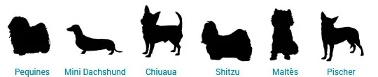 Caminha para Pequines, Mini Dachshund, Salsichinha, Chiuaua, Shitzu, Maltês, Pincher