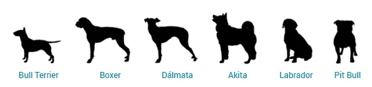 Caminha para Bull Terrier, Boxer, Dalmata, Akita, Labrador, Pit bull
