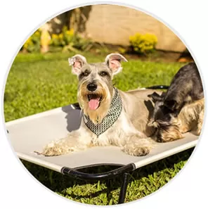 Cama Suspensa para Pet Schnauzer